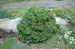 Knaptonensis Japanese Cedar (Cryptomeria japonica 'Knaptonensis') at GardenWorks
