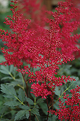 Red Sentinel Astilbe (Astilbe x arendsii 'Red Sentinel') at GardenWorks