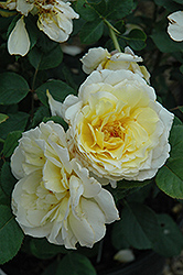 White Licorice Rose (Rosa 'White Licorice') at GardenWorks