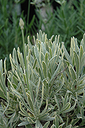 Silver Edge Lavender (Lavandula angustifolia 'Silver Edge') at GardenWorks