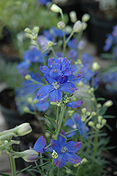 Blue Mirror Delphinium (Delphinium grandiflorum 'Blue Mirror') at GardenWorks