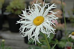 Aglaia Shasta Daisy (Leucanthemum x superbum 'Aglaia') at GardenWorks