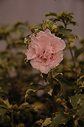 Sugar Tip Rose of Sharon (Hibiscus syriacus 'America Irene Scott') at GardenWorks