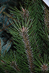 Arnold Sentinel Austrian Pine (Pinus nigra 'Arnold Sentinel') at GardenWorks