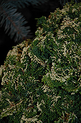 Snowkist Dwarf Hinoki Falsecypress (Chamaecyparis obtusa 'Snowkist') at GardenWorks