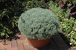 Curry Plant (Helichrysum italicum) at GardenWorks