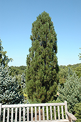 Arnold Sentinel Austrian Pine (Pinus nigra 'Arnold Sentinel') at GardenWorks