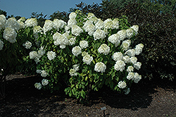 Phantom Hydrangea (Hydrangea paniculata 'Phantom') at GardenWorks