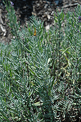 Jean Davis Lavender (Lavandula angustifolia 'Jean Davis') at GardenWorks