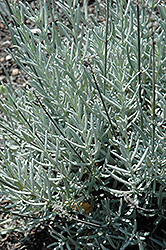 Richard Gray Lavender (Lavandula angustifolia 'Richard Gray') at GardenWorks