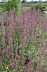 Purple Haze Hyssop (Agastache 'Purple Haze') at GardenWorks