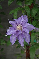 Countess Of Lovelace Clematis (Clematis 'Countess Of Lovelace') at GardenWorks