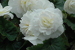 Nonstop White Begonia (Begonia 'Nonstop White') at GardenWorks