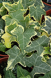 Yellow Ripple Ivy (Hedera helix 'Yellow Ripple') at GardenWorks