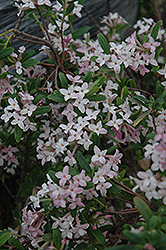 Burkwood Daphne (Daphne x burkwoodii) at GardenWorks
