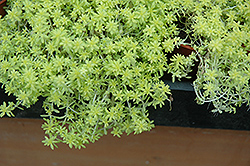 Fine Gold Leaf Stonecrop (Sedum 'Fine Gold Leaf') at GardenWorks