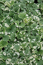 Variegated Ground Ivy (Glechoma hederacea 'Variegata') at GardenWorks