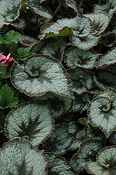 Escargot Begonia (Begonia 'Escargot') at GardenWorks