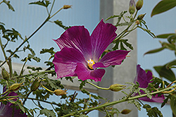 Leon's Purple Delight Lilac Hibiscus (Alyogyne huegelii 'MonLeon') at GardenWorks