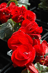 Solenia Velvet Red Begonia (Begonia x hiemalis 'Solenia Velvet Red') at GardenWorks
