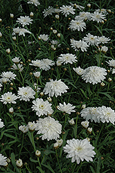 Madeira Double White Marguerite Daisy (Argyranthemum frutescens 'Madeira Double White') at GardenWorks