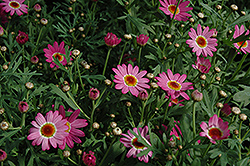 Madeira Deep Pink Marguerite Daisy (Argyranthemum frutescens 'Madeira Deep Pink') at GardenWorks