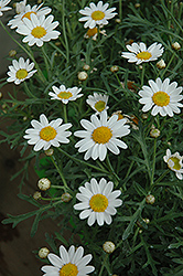 White Yellow Eye Marguerite Daisy (Argyranthemum frutescens 'White Yellow Eye') at GardenWorks