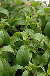 Sweetleaf (Stevia rebaudiana) at GardenWorks