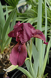 Red Dwarf Bearded Iris (Iris pumila 'Red') at GardenWorks