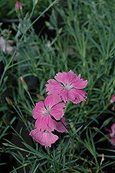 Sweetness Pinks (Dianthus plumarius 'Sweetness') at GardenWorks