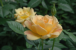 Easy Going Rose (Rosa 'HARflow') at GardenWorks