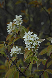 Saskatoon (Amelanchier alnifolia) at GardenWorks