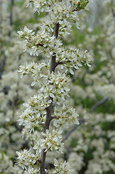 Santa Rosa Plum (Prunus 'Santa Rosa') at GardenWorks