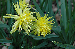 Rip Van Winkle Daffodil (Narcissus 'Rip Van Winkle') at GardenWorks