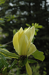 Sunburst Magnolia (Magnolia 'Sunburst') at GardenWorks
