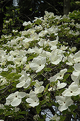 Eddie's White Wonder Flowering Dogwood (Cornus 'Eddie's White Wonder') at GardenWorks