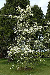 Eddie's White Wonder Flowering Dogwood (Cornus 'Eddie's White Wonder') at GardenWorks