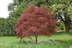 Dwarf Red Pygmy Japanese Maple (Acer palmatum 'Red Pygmy') at GardenWorks