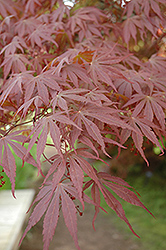 Hessei Japanese Maple (Acer palmatum 'Hessei') at GardenWorks