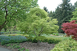 Koto No Ito Japanese Maple (Acer palmatum 'Koto No Ito') at GardenWorks