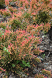 Red Fred Heather (Calluna vulgaris 'Red Fred') at GardenWorks