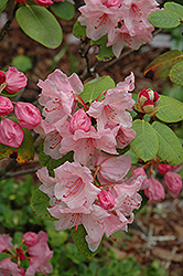 Bow Bells Rhododendron (Rhododendron 'Bow Bells') at GardenWorks