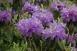 Ilam Violet Rhododendron (Rhododendron 'Ilam Violet') at GardenWorks