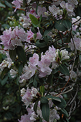 Oreotrephes Rhododendron (Rhododendron oreotrephes) at GardenWorks