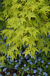 Aureum Japanese Maple (Acer palmatum 'Aureum') at GardenWorks
