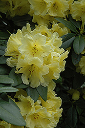 Hotei Rhododendron (Rhododendron 'Hotei') at GardenWorks
