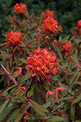 Dixter Spurge (Euphorbia griffithii 'Dixter') at GardenWorks