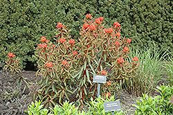 Dixter Spurge (Euphorbia griffithii 'Dixter') at GardenWorks