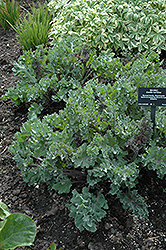 Sea Kale (Crambe maritima) at GardenWorks