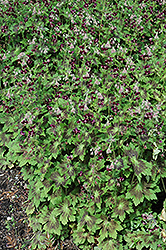 Samobor Cranesbill (Geranium phaeum 'Samobor') at GardenWorks
